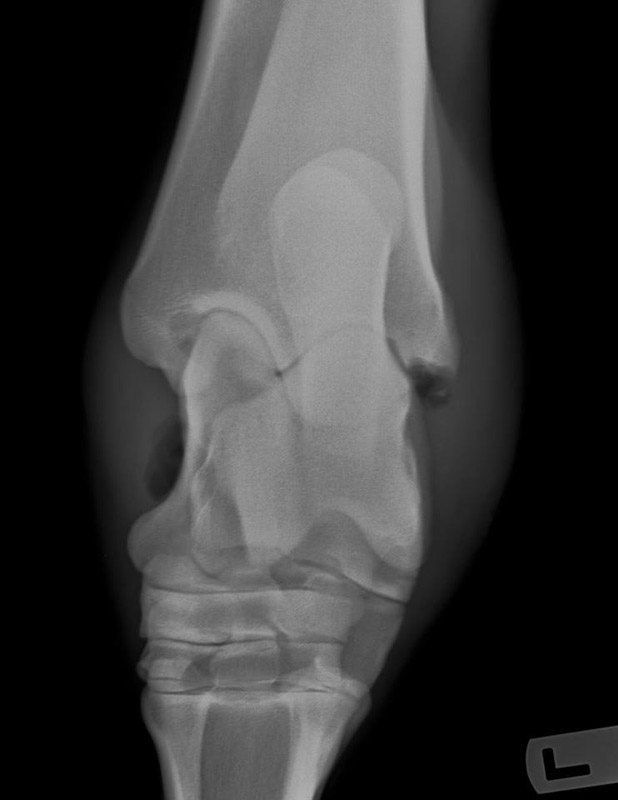 Radiografía intraoperatoria hospital equino de referencia cirugia equina cojeras fracturas quistes en caballos