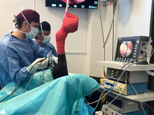 En quirófano hospital equino de referencia cirugia equina cojeras fracturas quistes en caballos