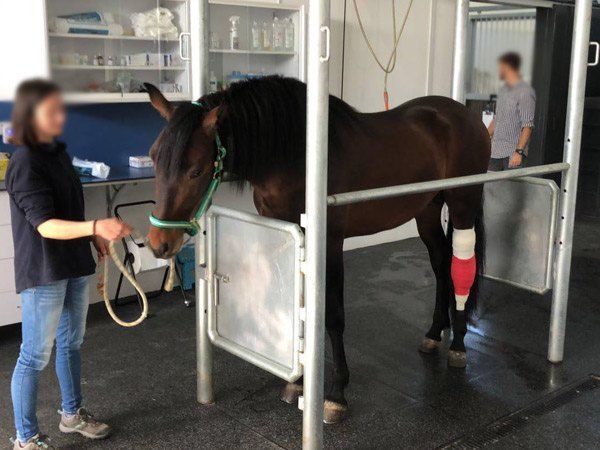 Después de la intervención hospital equino de referencia cirugia equina cojeras fracturas quistes en caballos