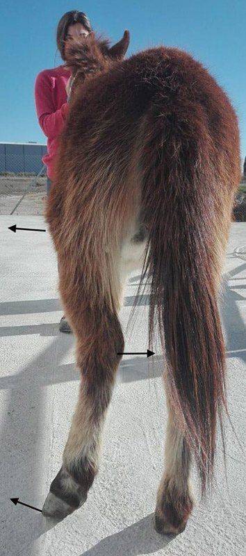 cirugia en el hospital veterinario equino equinuvi