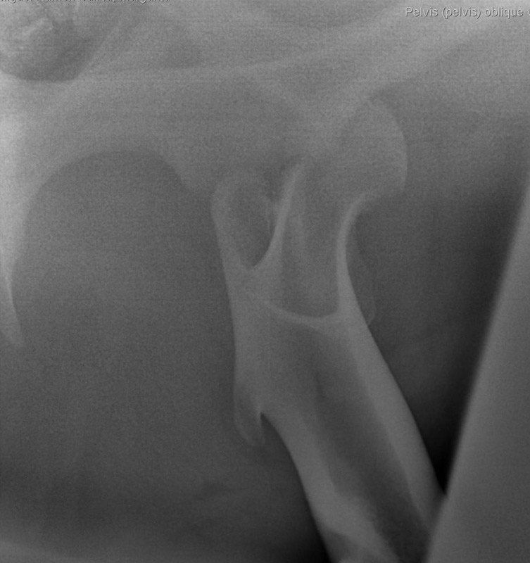 Radiografía pre-operatoria (observamos la cabeza del femur fuera del acetábulo) hospital equino de referencia