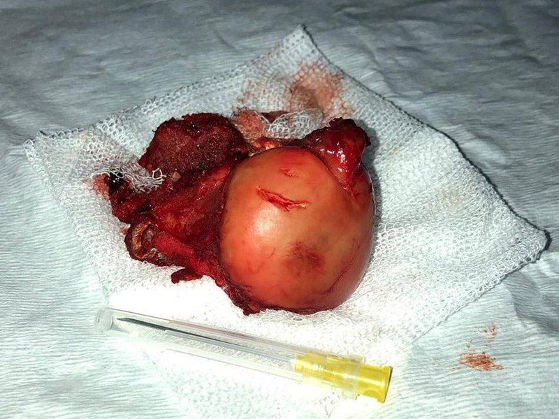 Cabeza del fémur amputada hospital equino de referencia en españa