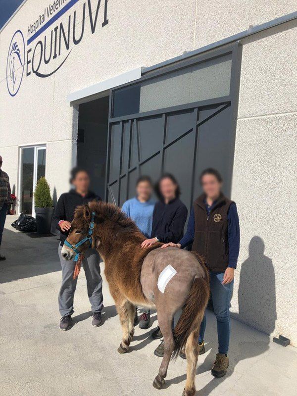 Nuestro agradecimiento a quienes han cuidado a Margarita con mucho cariño durante su estancia en la clínica cirugia equina en hospital veterinario equinuvi en córdoba