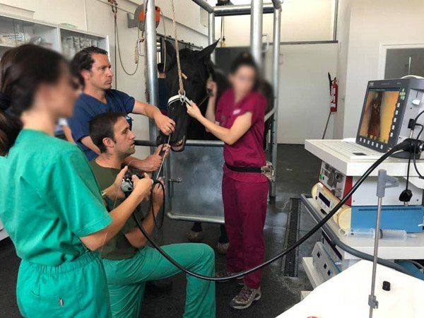 El equipo trabajando muy concentrado para no cometer ni el mínimo error. hospital equino de referencia cirugia laser en caballos