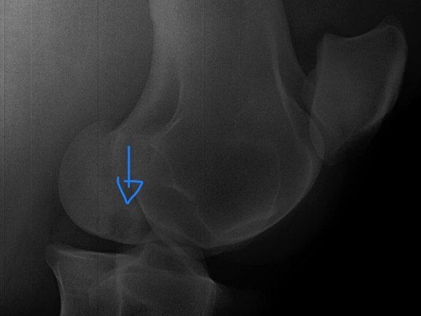 cirugia en el hospital veterinario equino equinuvi medicina deportiva