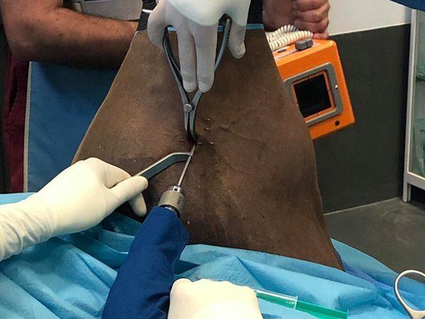 Colocación del tornillo (foto intraoperatoria) hospital equino de referencia en córdoba