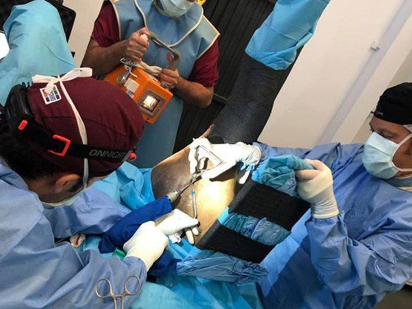 Colocación del tornillo hospital equino de referencia en córdoba cirugía deportiva cojeras