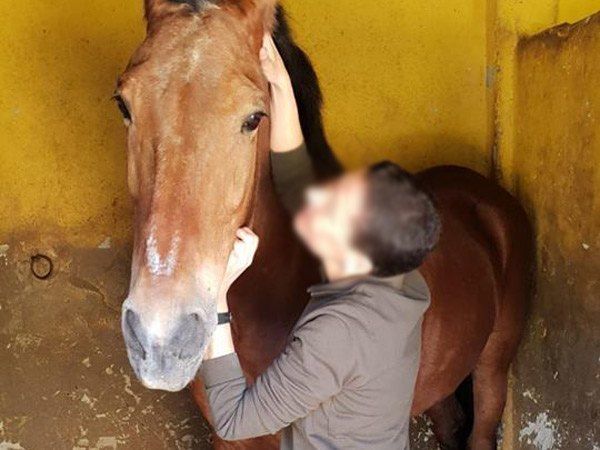 Foto que nos mandan sus magníficos propietarios del Caballo ya en casa descansando y recuperándose. hospital equino de referencia en córdoba cirugía hospitalización y medicina deportiva en caballos de deporte